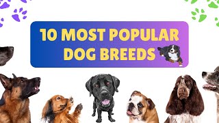 Top 10 popular dog breeds in the world | Most popular dog breeds | popular dog breeds #viral  #dog