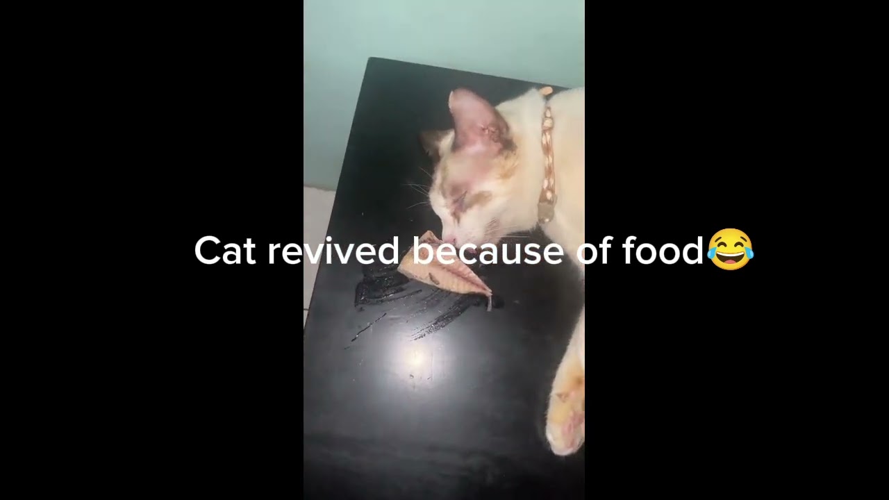 У кота 9 жизней 😂ep69