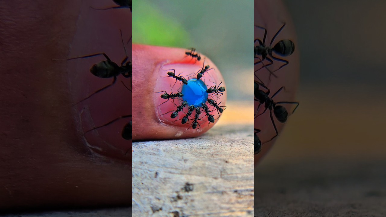 Sharing blue syrup on my fingernail for tireless black ants #timelapse #insects #shorts