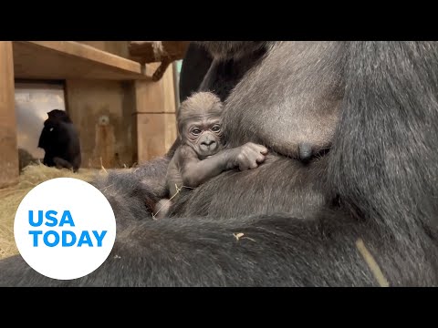 Video: Pet Scoop: Cincinnati Zoo je 50. Gorilla dostane špeciálne meno, zachránil lachtani uvoľnené