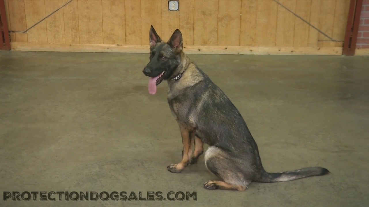 puppy paradise Pinot Von Prufenpuden 1 Year Old Obedience & Agility