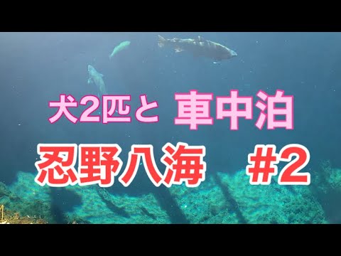 【自作キャンピングカー1人旅】　　　　忍野八海　#2 深さ8mある池を魚が泳ぐ様はとても神秘的でした。ずっと見ていたくなりますよ。