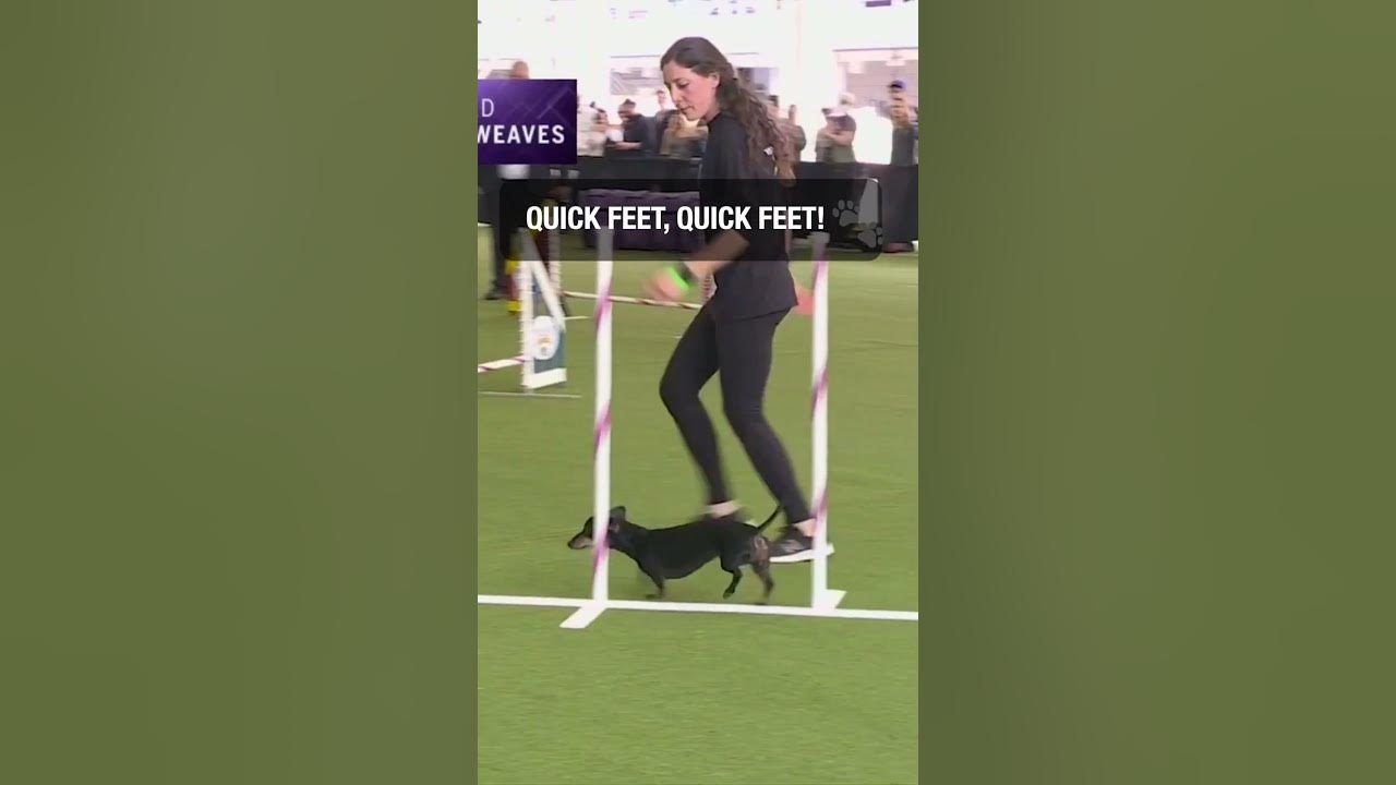this-dog-s-legs-are-working-overtime-wkc-westminster-shorts-youtube
