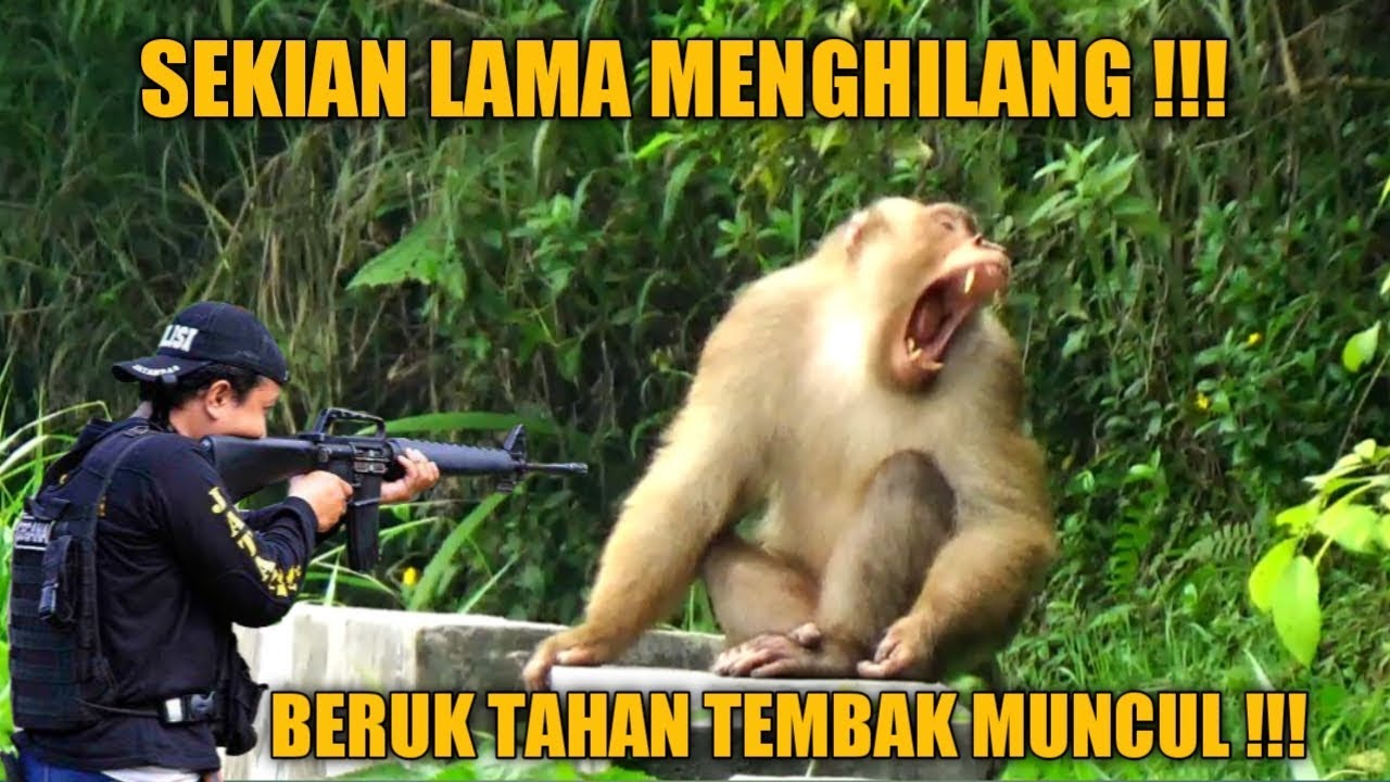 Beruk tahan tembak !!! Muncul lagi di sitinjau lauik, setelah sekian lama menghilang.