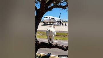 Cow saved 1 million airplane passengers 😭 #story #ai #cow #cuteanimals #shorts