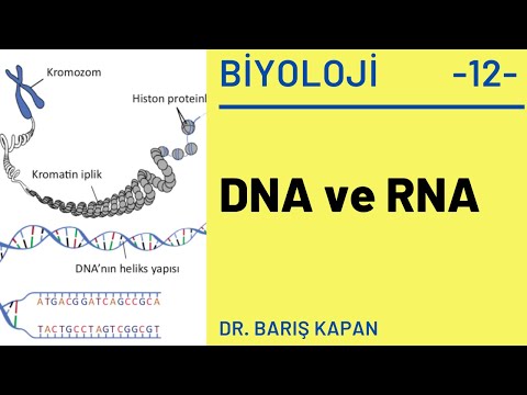 Video: DNA ve RNA'nın ortak bilgi yarışmasında neler var?