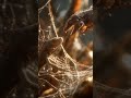 #ClashoryAI #AIArt #Spider #Pangolin #Makri #WildlifeAI #CreativeAI #DigitalArt #AICreativity #Viral