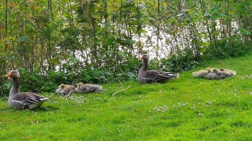 Surat Sad سورة ص تلاوة مؤثرة 🥰من تلاوات رمضان 2022  اسلام صبحي مع البطات واطفالها 🦢🦢😍😍سبحان الخالق🌹