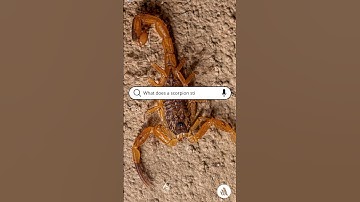 Thumbnail of What Does A Scorpion Sting Feel Like?