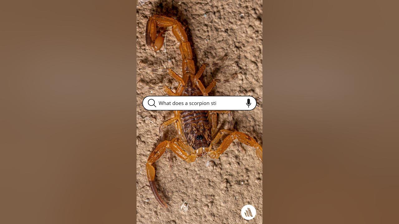 What Does A Scorpion Sting Feel Like?