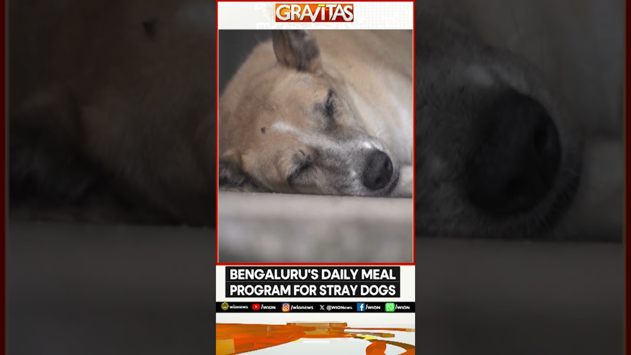 Bengaluru To Feed Chicken Rice To 5,000 Dogs Daily | BBMP’s ₹2.9 Cr Plan | WION