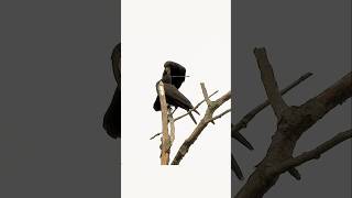 Crows showing their love for one another #elvispresley #icanthelpfallinginlovewithyou