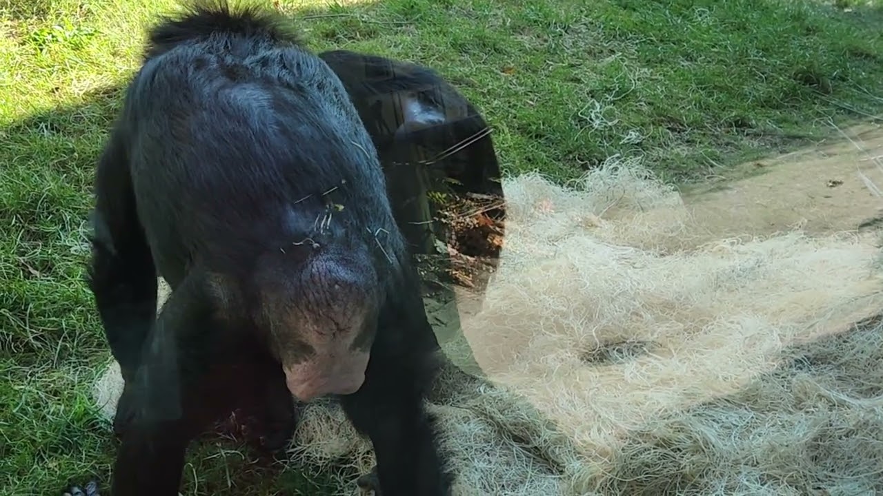 Bonobo mom grooms baby's face