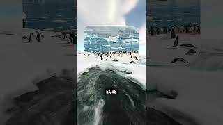 Интересные факты о мире которые вы точно не знали! #facts #interesting #interestingfacts #worldfacts