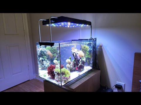 Fluval Evo 13.5 Setup with Upgrades & Mods