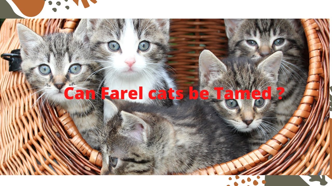 Can Feral Cats Be Tamed YouTube Can Feral Cats Be Tamed YouTube
