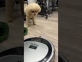 Poodle vs Robot Vacuum Cleaner🐶