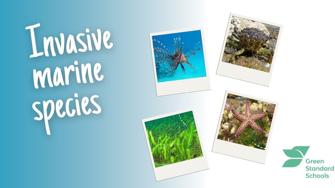 GSS - Invasive Marine Species