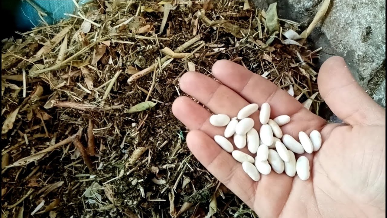 فوائد تبن الفاصوليا للماعز والغنم