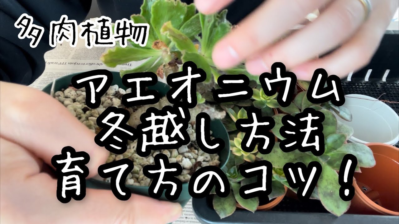 【多肉植物】アエオニウムの冬越しと育て方のコツ！