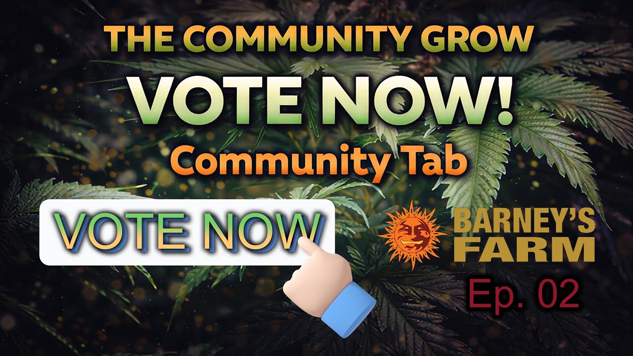 Развитие сообщества — Эпизод 2 (День 13)