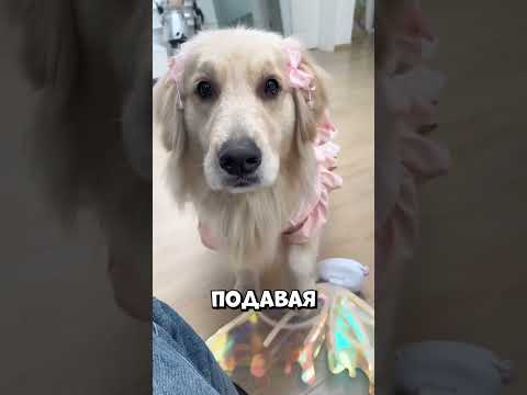 Почему эта собака не расстаётся со своими крылышками?! #shorts