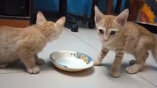 How Kittens Drink Milk in bowl |  Do You like cats to drink milk? by Realistic Animal Sounds 423 views 4 weeks ago 3 minutes