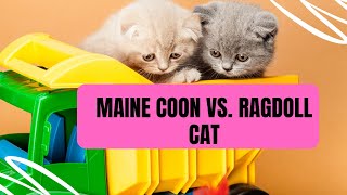 'Maine Coon vs. Ragdoll: A Comprehensive Comparison of Two Beloved Cat Breeds'