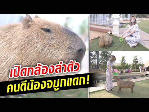 เปิดกล้องตามตัว! นักท่องเที่ยวใช้ตะกร้า ตีน้องจมูกแตก : Khaosod TV