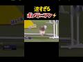 天才ポメラニアンのアジリティが凄すぎる