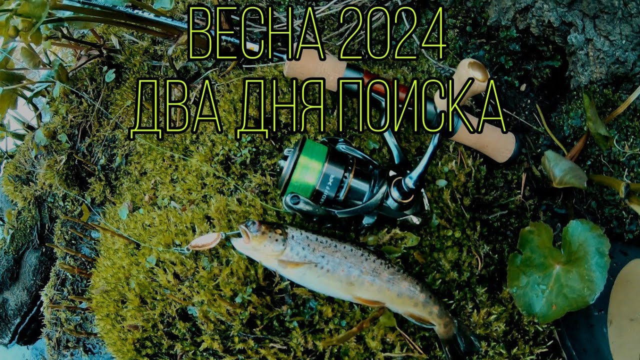 Форель. Весна 2024.