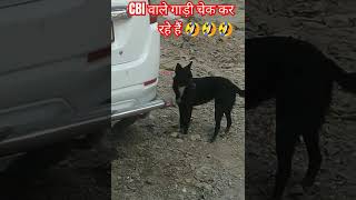 इन Cbi वल स बच क रह आत ह महर लग दत ह