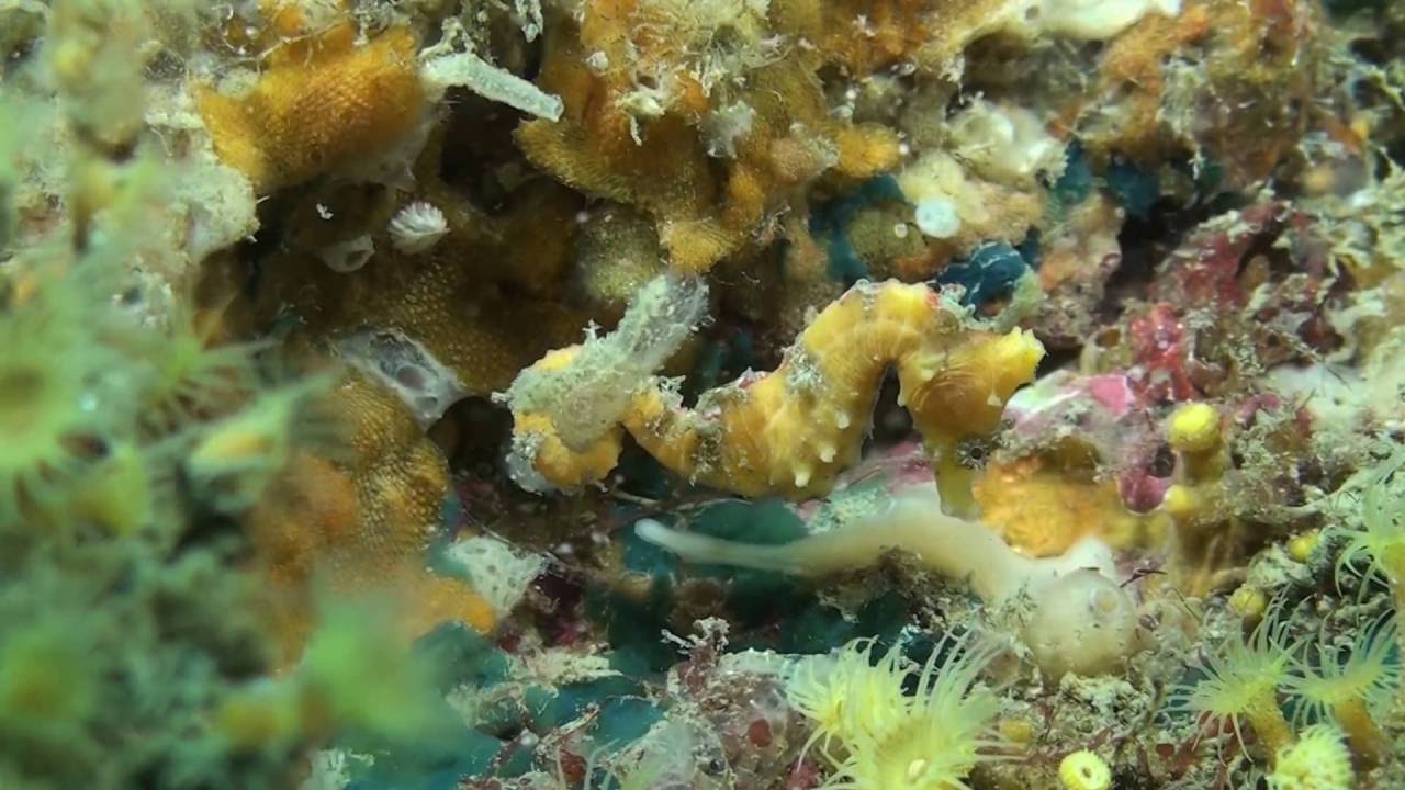 ハナタツHippocampus sindonis.1（須江）