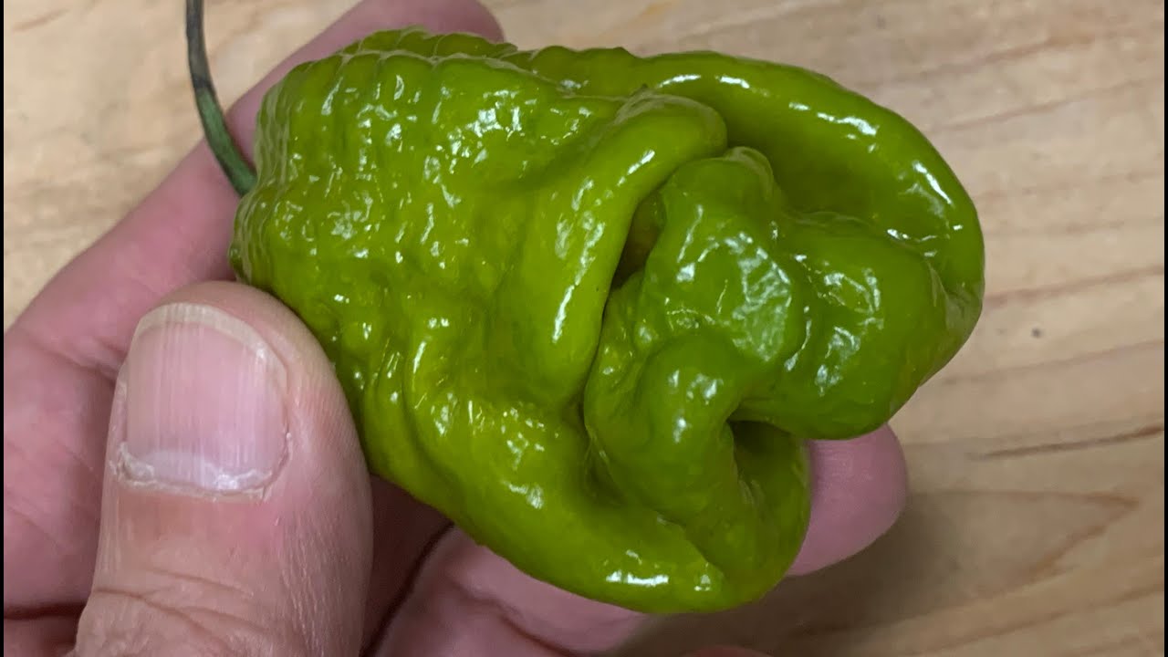 A 21 gram Mustard Moruga from It Only Burns Twice Chili Peppers! This