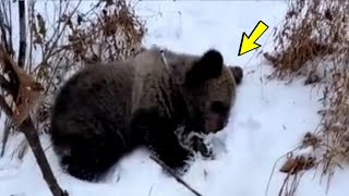 The bear cub could not hibernate due to hunger. People did the unthinkable!