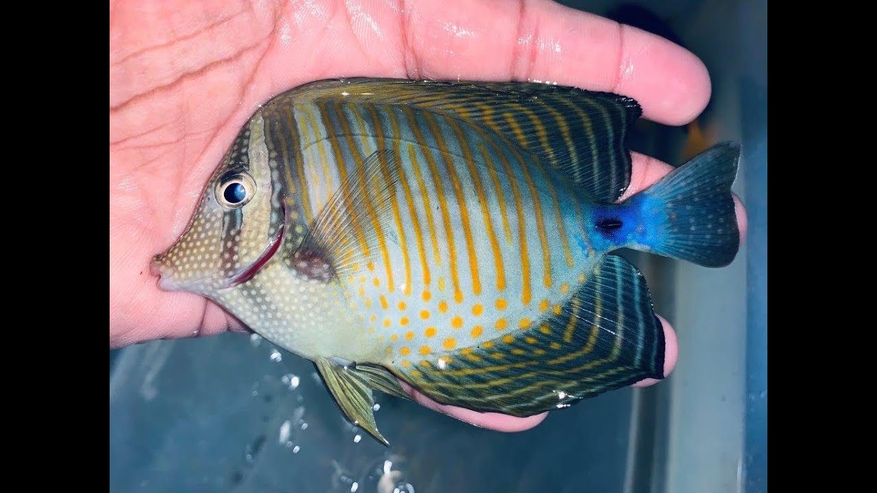 “TRUE RED SEA” Desjardini Tangs! YouTube