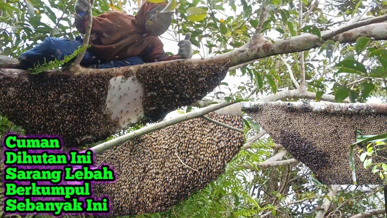 Rezeki Nomplok Dapat Rombongan Sarang Lebah Dikayu Ambruk #bee #honey #lebah #hutan #panenmaduhutan 