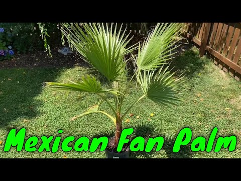 Video: Washingtonia Yenye Nguvu (Washingtonia Robusta) Na Filamentous (Washingtonia Filifera), Jinsi Ya Kukuza Mtende Katika Nyumba Ya Jiji