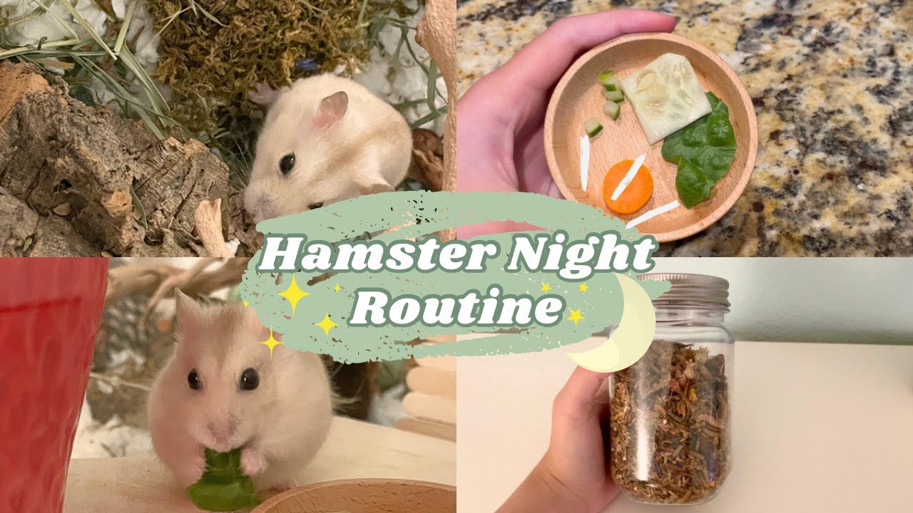 Hamster Night Routine! 🐹🌙 YouTube