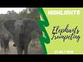 Highlights - 2 elephant herds unhappy meeting with lots of trumpeting 27 July 2020