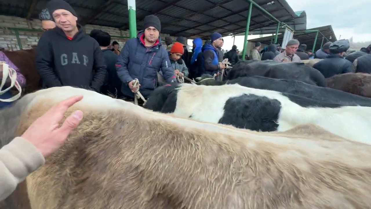 Shohidon mol bozori bug’oz va ona-bola sigirlar 2-qism 10.03.2026