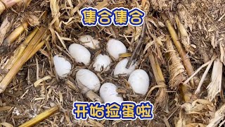 今天的鹅蛋超级多！过瘾啊！！！#我的乡村生活 #农村生活 #三农