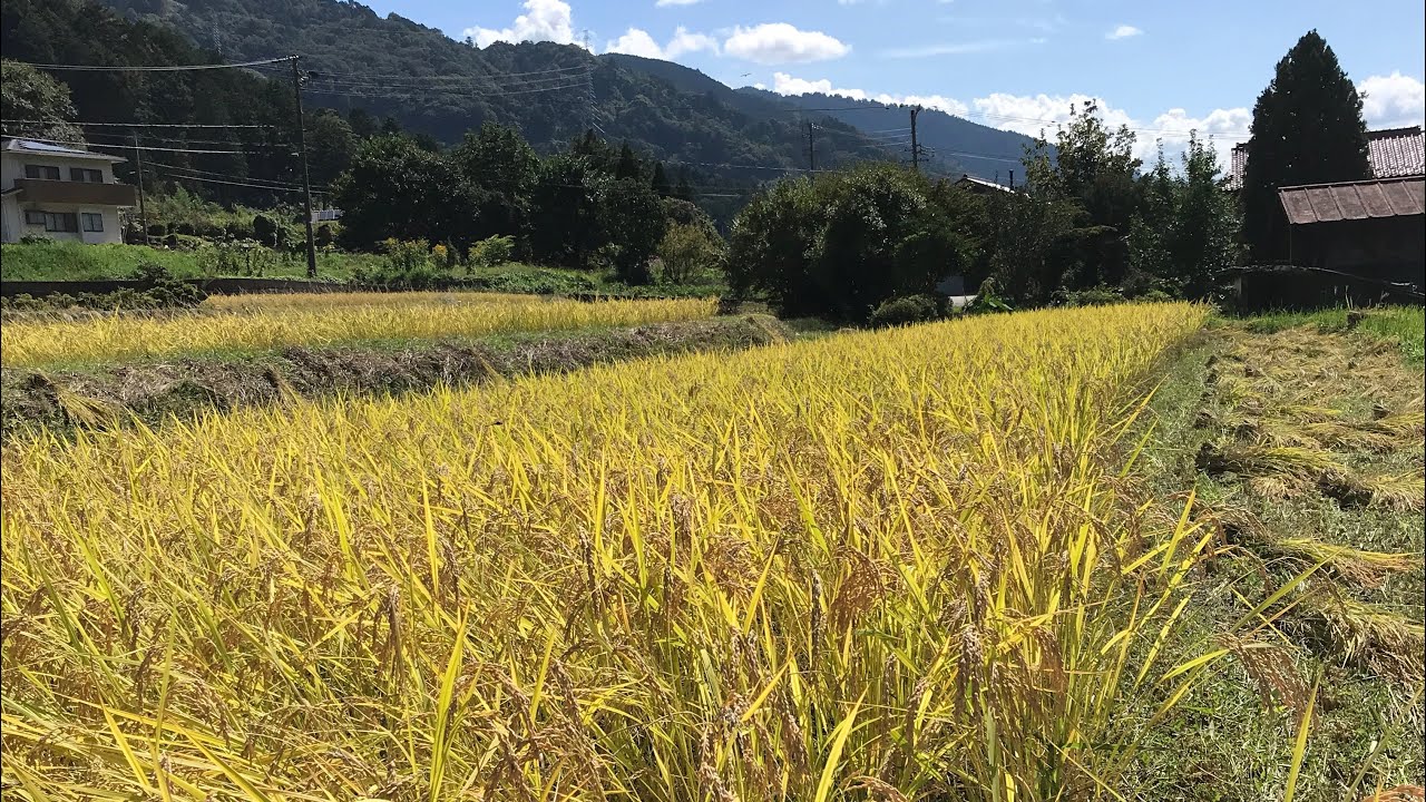 9月：稲刈り始め2025年 @10年田んぼ9/28