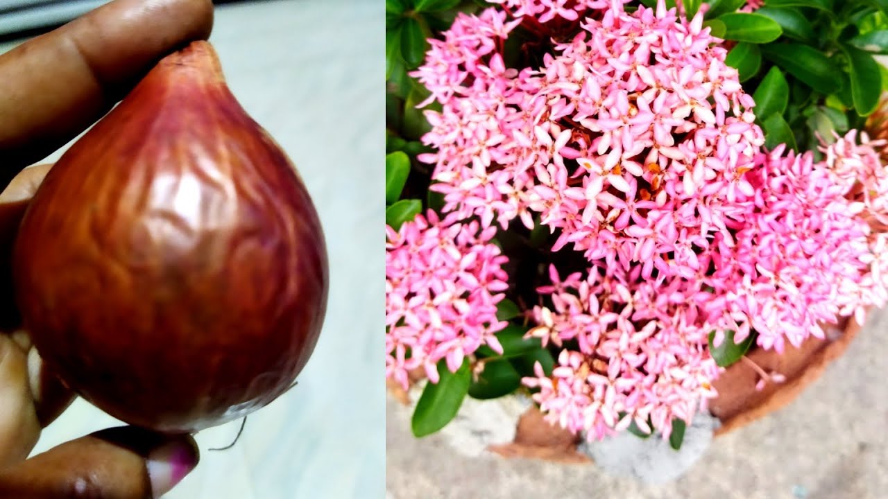 রঙ্গন ফুল গাছে ফুল না আসলে কি কি করবেন /কিছু টিপস ফলো করুন/ Aparna gardener