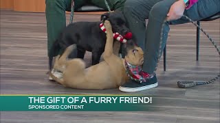 Furry Friend Oconee Humane Christmas 2025