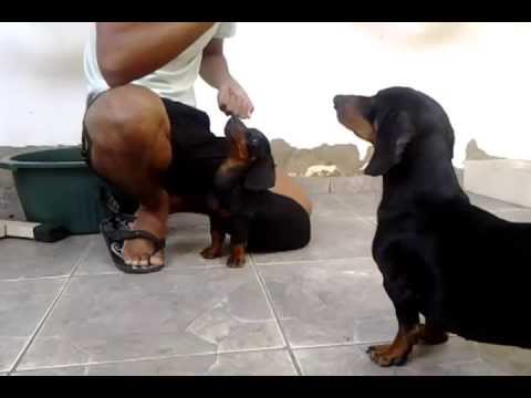 Como adestrar um dachshund Clearance