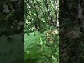 Амурский тигр атаковал сборщиков дикоросов в Приморье