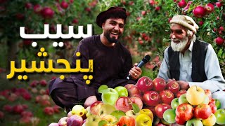 دیدار از بهترین باغ سیب افغانستان در ولایت پنجشیر