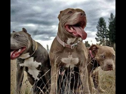 Видео: Яма- топ 3 самых сильных и с характером собак в мире. Эти собаки не дадут себя в Обиду.