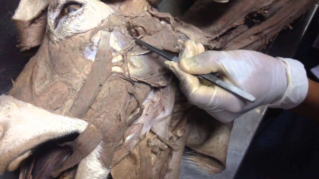 Estructuras cabeza y cuello (Caprino)